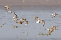 Great knot C20D 03018.jpg