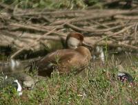 Red-crested Pochard at Venus Pool 2nd September 2005