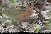 American Woodcock - Ohio