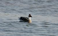 개리(Anser cygnoides)  (Swan Goose)