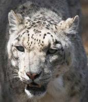 Close-up picture of a snow leopards face