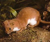 Mauswiesel / Herrm [Mustela nivalis]