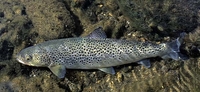 Wild (Brown) Trout Salmo trutta