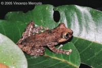 : Boophis reticulatus