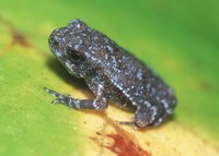 : Bufo inca; Inca Toad