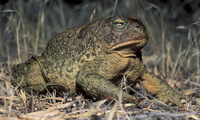 : Bufo woodhousii; Woodhouse's Toad