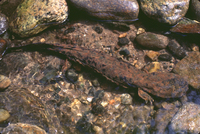: Cryptobranchus alleganiensis; Hellbender