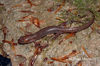 : Desmognathus auriculatus; Southern Dusky Salamander