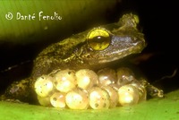 : Eleutherodactylus coqui; Puerto Rican Coqui