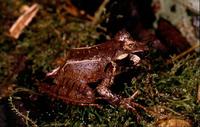 : Gephyromantis salegy; Salegy Forest Frog