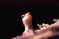 : Plethodon vehiculum; Western Red-backed Salamander