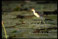 : Irediparra gallinacea; Comb-crested Jacana