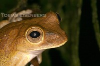 : Smilisca sordida