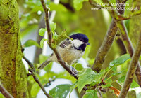 : Parus ater; Coal Tit