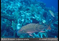 : Lutjanus analis; Mutton Snapper;