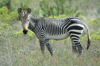 : Equus zebra zebra; Cape Mountain Zebra