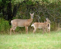 : Odocoileus virginianus; White-tailed Deer