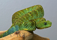 : Atheris squamigera; Green Bush Viper