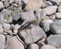 : Asilidae; Robber Fly