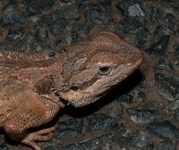 : Pogona minor; Dwarf Bearded Dragon