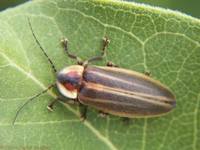 : Photuris lucicrescens; Firefly, Lightning Bug