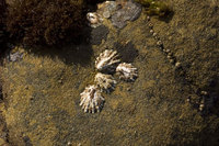 : Acmaea scabra; Rough Limpet