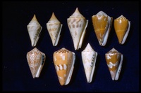 : Conus sp.