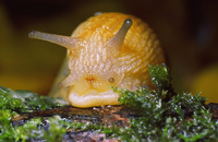 : Hemphillia malonei; Malone Jumping-slug