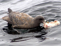 Northern Fulmar. 14 October 2006. Photo by Debbie Barnes