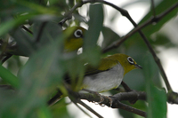 Oriental White-eye ( Zosterops palpebrosus )