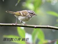 Phylloscopus proregulus Pallas's Leaf Warbler 黃腰柳鶯 097-084