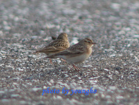 214 쇠종다리 Greater Short-toed Lark