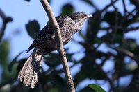 Mangoverde World Bird Guide Photo Page: Asian Koel Eudynamys scolopacea