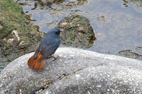 Plumbeous Water Redstart - Flickr