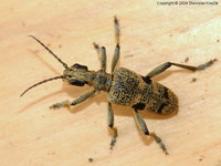 Rhagium mordax