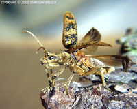 Rhagium sycophanta
