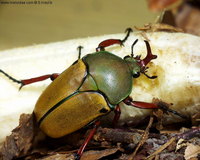 Eudicella euthalia bertherandi