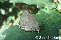 Neozephyrus quercus - Purple Hairstreak