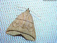 Herminia grisealis - Small Fan-foot
