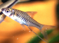Barbus hypsolepis, :