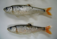Luxilus zonistius, Bandfin shiner: