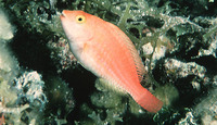 Sparisoma atomarium, Greenblotch parrotfish: aquarium