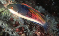 Cirrhilabrus cyanopleura, Blueside wrasse: aquarium