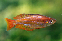 Melanotaenia eachamensis, Lake Eacham rainbowfish: