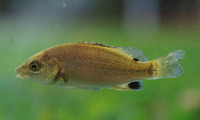 Hephaestus fuliginosus, Black bream: gamefish