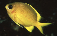 Chromis analis, Yellow chromis: aquarium