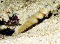 Amblyeleotris guttata, Spotted prawn-goby: aquarium