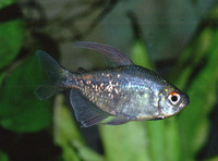 Moenkhausia pittieri, Diamond tetra: aquarium