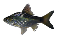 Puntius leiacanthus, :