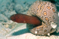 Carapus boraborensis, Pinhead pearlfish: